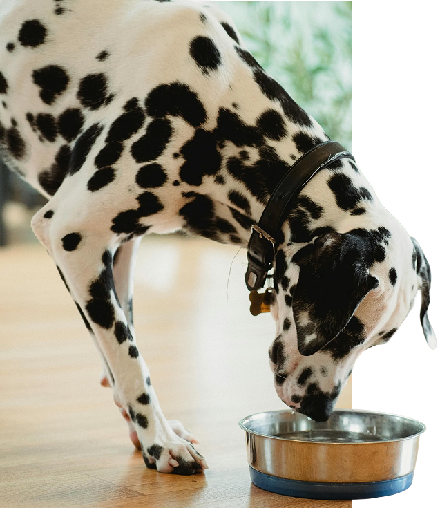 Dog leaning down to drink out of water bowl. 